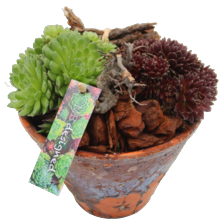 Arrangement harspot